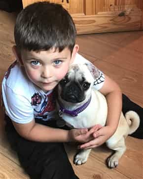 The Best Shampoo for a Pug | Conditioner and Coat Products